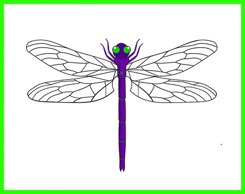 Natural Dragonfly Wellness