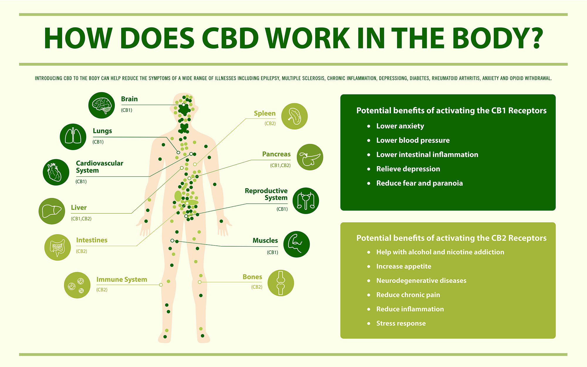 how-cbd-works Natural Dragonfly Wellness