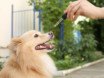 pet-cbd Natural Dragonfly Wellness Pet CBD