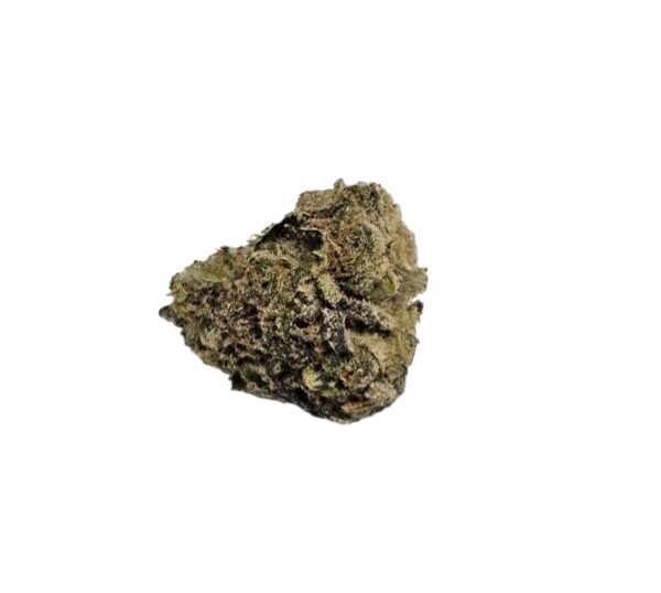 EXOTIC FLOWER Biscotti Sherbet (Hybrid)